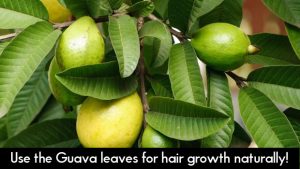 Use the Guava leaves for hair growth naturally!